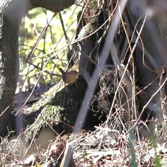 Troglodytes hiemalis