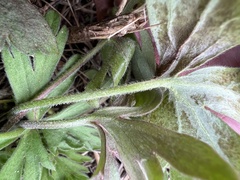 Delphinium carolinianum