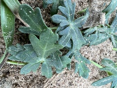Callirhoe involucrata