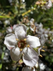 Escallonia virgata