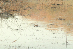 Anas crecca carolinensis