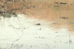 Anas crecca carolinensis