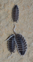 Porcellio hoffmannseggii