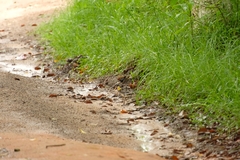 Hypargos niveoguttatus