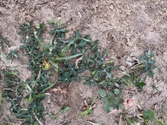 Callirhoe involucrata