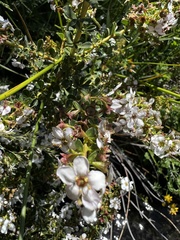 Escallonia virgata