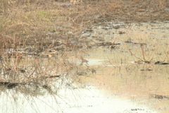 Anas crecca carolinensis