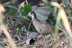 Amaurornis phoenicurus