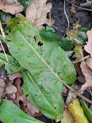 Rumex obtusifolius