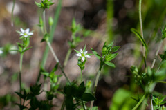 Arenaria serpyllifolia