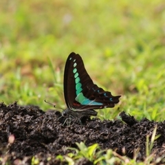 Graphium teredon