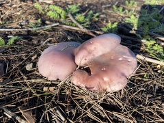 Fungi