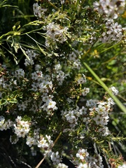 Escallonia virgata