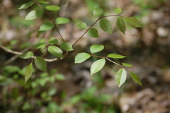 Planera aquatica