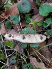 Robinia pseudoacacia
