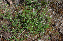 Arenaria serpyllifolia