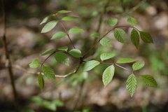 Planera aquatica