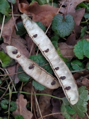 Robinia pseudoacacia