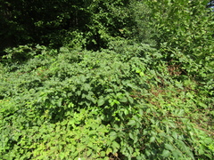 Rubus polonicus