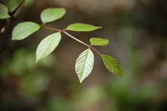 Planera aquatica