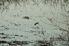 Jacana spinosa