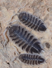 Porcellio hoffmannseggii