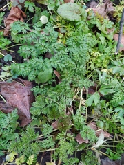 Anthriscus sylvestris