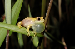 Dendropsophus nanus