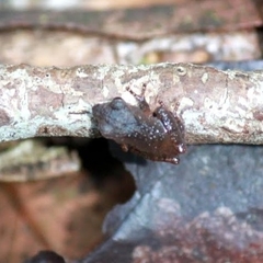 Pseudophilautus