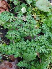 Anthriscus sylvestris