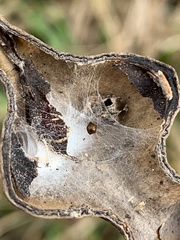 Homaemus