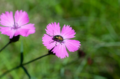 Cryptocephalus sericeus
