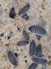 Porcellio hoffmannseggii