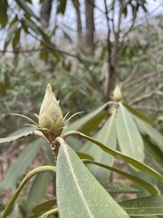 Rhododendron catawbiense