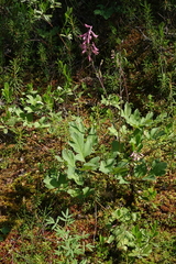 Corydalis paeoniifolia