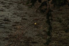 Pitangus sulphuratus