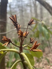 Rhododendron catawbiense