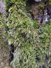 Hypnum cupressiforme