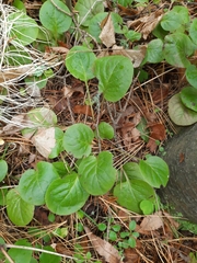Pyrola rotundifolia