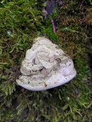 Fomes fomentarius