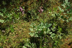 Corydalis paeoniifolia