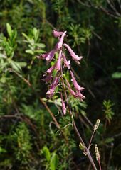 Corydalis paeoniifolia