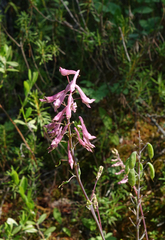 Corydalis paeoniifolia