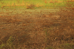 Pyrocephalus rubinus