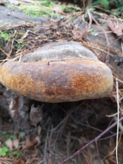 Fomitiporia hartigii