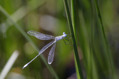 Lestes spatula