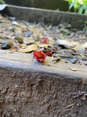 Brachychiton acerifolius