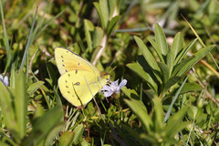 Colias lesbia