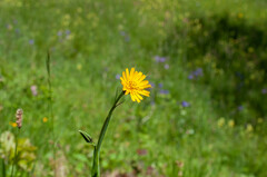 Tragopogon orientalis