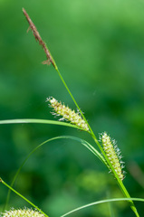 Carex vesicaria